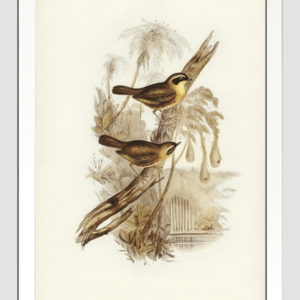 A4 Sericornis Bird Poster White Color Frame