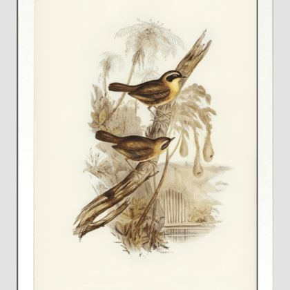 A4 Sericornis Bird Poster with Multiple Color Frames | Nature’s Elegance for Your Space